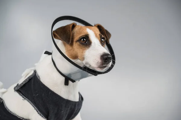 Dog Jack Russell Terrier Filt Och Konisk Krage Efter Operation — Stockfoto