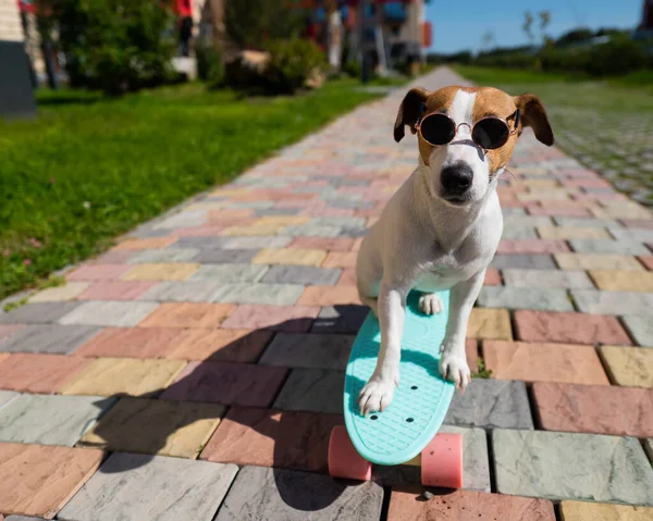 Jack Russell Terriër Hond Zonnebril Rijdt Een Skateboard Buiten Een — Stockfoto