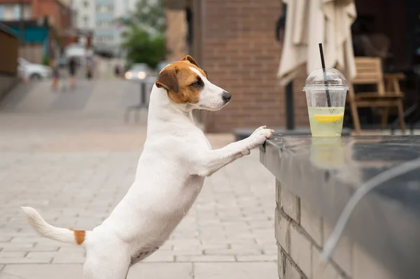 Jack Russell Terrier Dog Con Bicchiere Limonata — Foto Stock