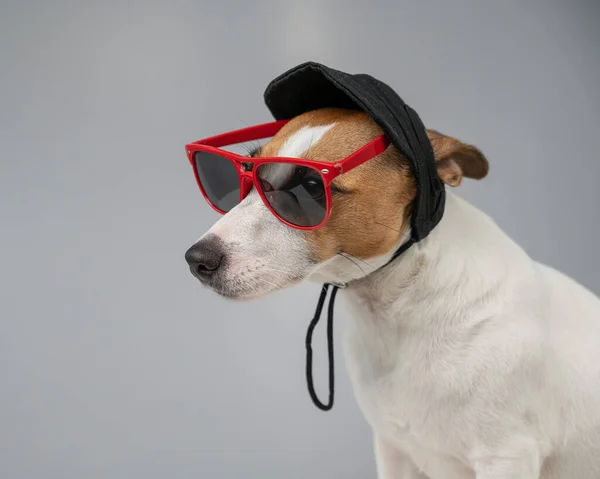 Jack Russell Terrier Dog Black Cap Sunglasses White Background — Stock Photo, Image