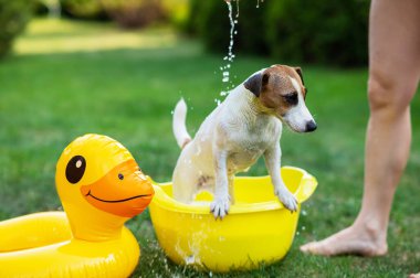 Sahibi köpeği yeşil çimenlikteki sarı bir havuzda yıkıyor.