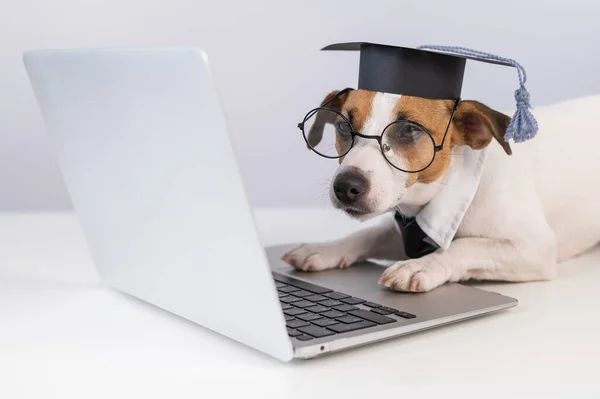 Jack Russell Terrier Hond Gekleed Bril Een Stropdas Een Academische — Stockfoto