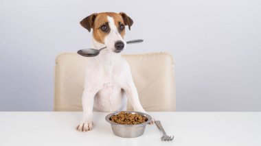 Jack Russell Terrier köpeği elinde bir kase kuru yemekle yemek masasında oturuyor ve ağzında bir kaşık tutuyor.