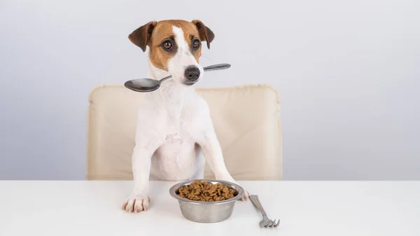 Jack Russell Terrier Cão Senta Uma Mesa Jantar Com Uma — Fotografia de Stock