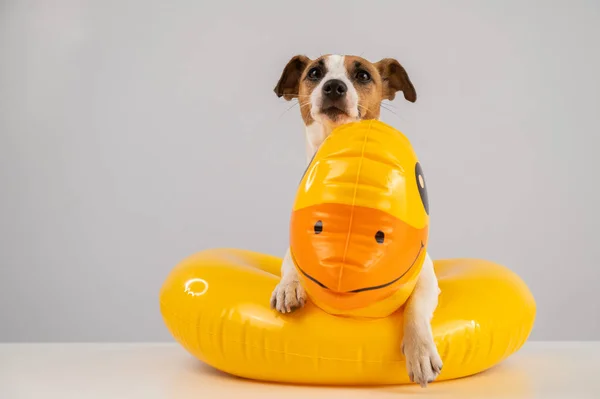 Dog Jack Russell Terrier Pato Anel Flutuante Fundo Branco — Fotografia de Stock