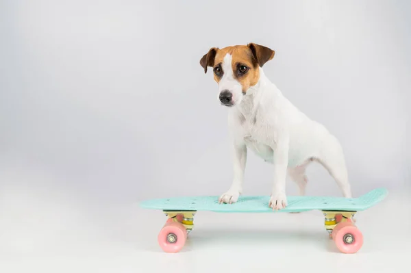 Pies Tablicy Białym Tle Jack Russell Terrier Jeździ Deskorolce Studio — Zdjęcie stockowe