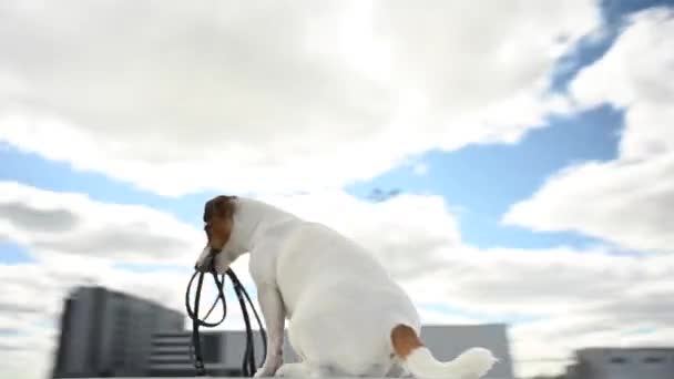 Jack Russell Terrier Face Trucuri Lesă Gură Video 360 Grade — Videoclip de stoc