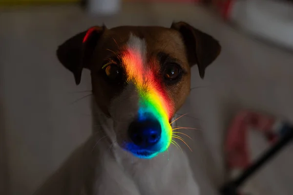 Regnbågsstrålar Nosen Jack Russell Terrier Hund — Stockfoto