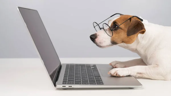 Portrait of dog jack russell terrier in glasses at work on a laptop