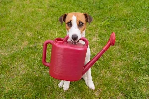 Cane Jack Russell Terrier Trova Sul Prato Tiene Annaffiatoio — Foto Stock