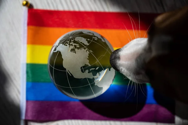 A dog sniffs a crystal globe on a rainbow flag. LGBT community