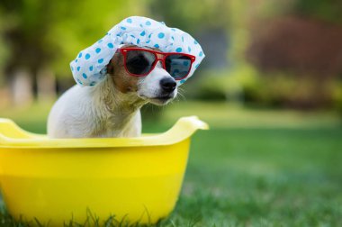 Köpek Jack Russell Terrier duş bonesi takmış ve güneş gözlüğü takmış çimlerde yıkanıyor.