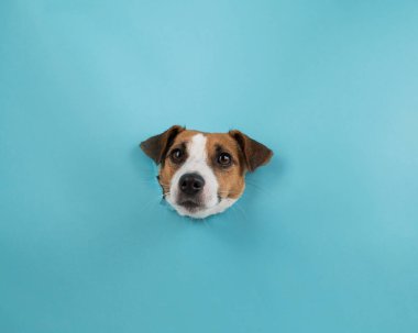 Kağıt mavisi arka planda bir delikten komik köpek ağızlığı.