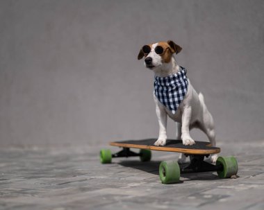 Güneş gözlüğü takmış Jack Russell Terrier köpeği ve damalı bir bandana uzun tahta sürüyor.