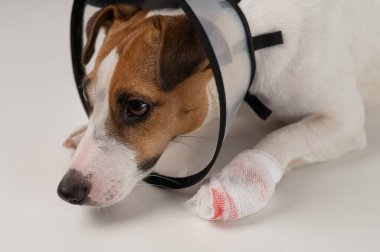 Jack Russell Terrier köpeği, sargılı pençeli, yakalı.
