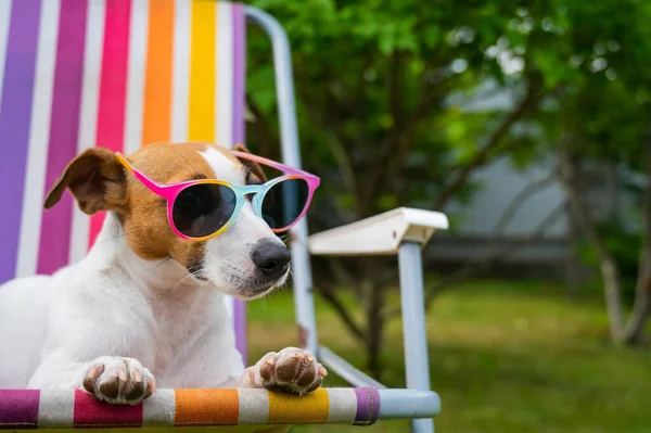 Jack Russell Cão Terrier Óculos Sol Está Descansando Uma Espreguiçadeira — Fotografia de Stock