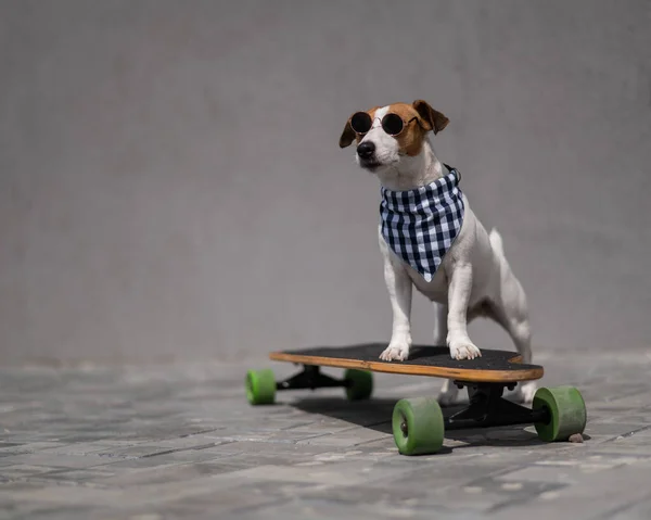 Jack Russell Terrier Pies Ubrany Okulary Przeciwsłoneczne Kratkę Bandana Jeździ — Zdjęcie stockowe