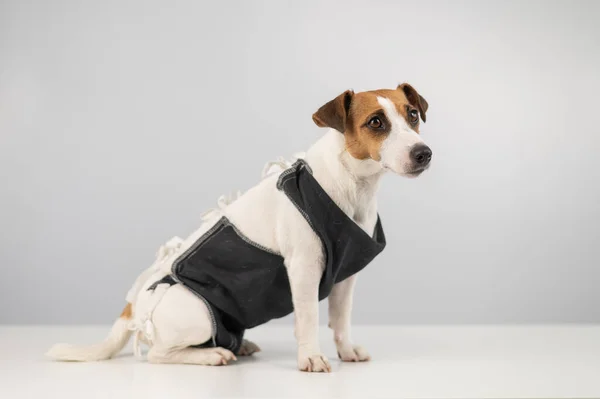 Jack Russell Terrier Manta Posoperatoria Después Esterilización Femenina Histerectomía Perro — Foto de Stock