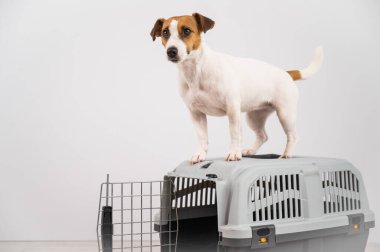 Jack Russell Terrier köpeği bir seyahat kutusunun üzerinde duruyor.
