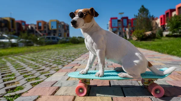 Jack Russell Teriér Pes Slunečních Brýlích Jezdí Skateboardu Venku Slunečného — Stock fotografie