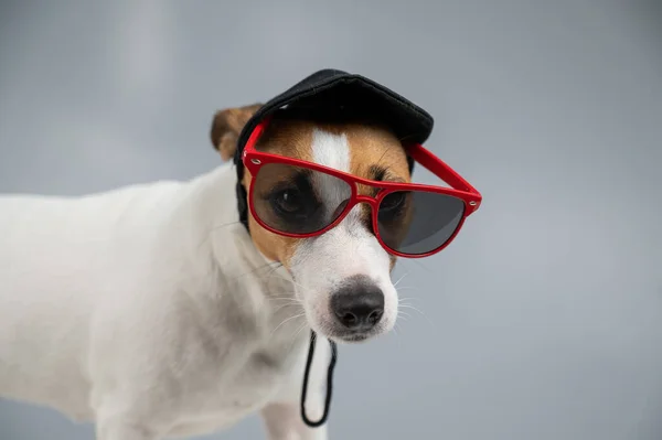 Jack Russell Cão Terrier Boné Preto Óculos Sol Fundo Branco — Fotografia de Stock
