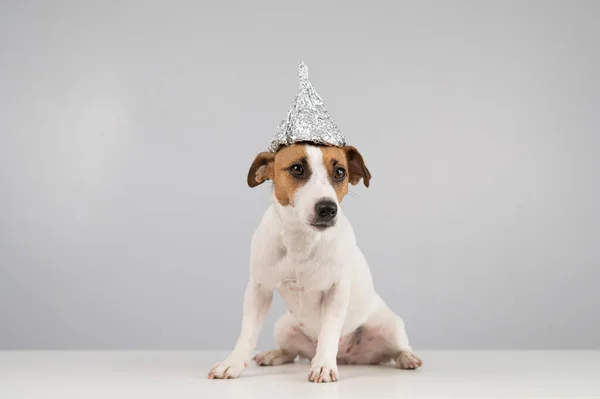 Ritratto Cane Jack Russell Terrier Cappello Stagnola Sfondo Bianco — Foto Stock
