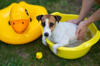 Sahibi köpeği yeşil çimenlikteki sarı bir havuzda yıkıyor.