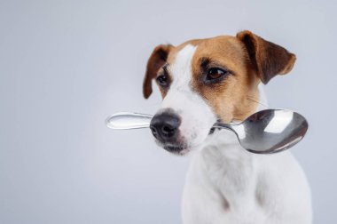 Beyaz arka planda kaşığı ağzında tutan köpek Jack Russell Terrier 'ın yakın plan portresi. Boşluğu kopyala