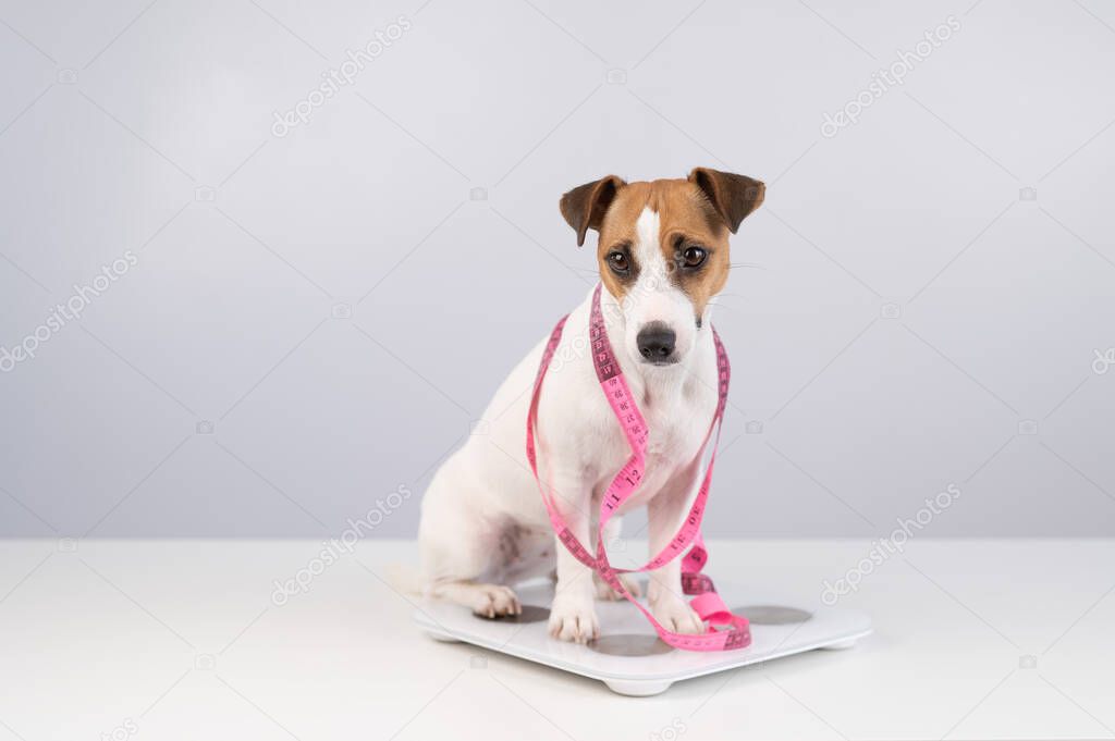 Dog jack russell terrier stands on a scale with a measuring tape