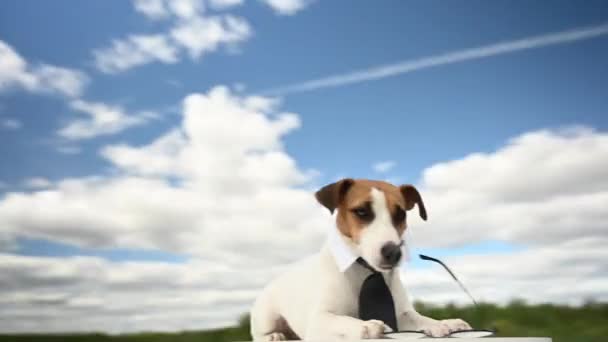 Video 360 Derece Kamera Açık Havada Kravat Takan Jack Russell — Stok video