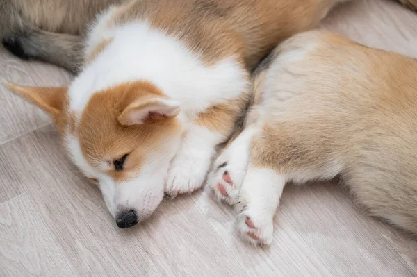 Roztomilá Štěňátka Welsh Corgi Spí Podlaze Pohled Shora — Stock fotografie