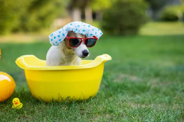 Cane Jack Russell Terrier Una Cuffia Doccia Occhiali Sole Bagno — Foto Stock