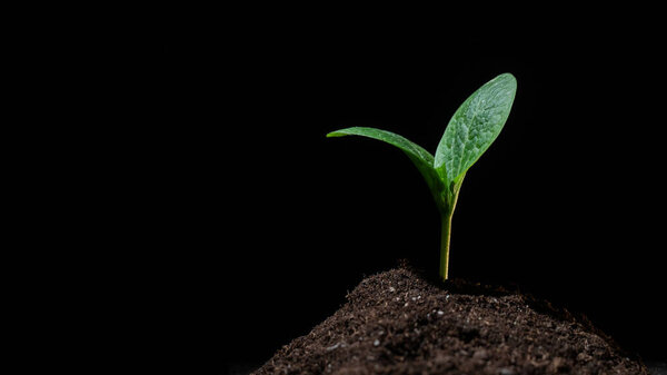 Close-up of a sprout of zucchini on a black background