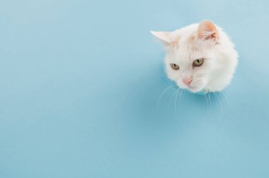 Bela pofuduk kedi kafasını bir delikten çıkarıp kağıt mavisi bir arka plana sıkıştırdı.