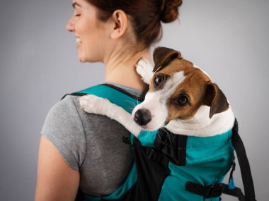 Beyaz kadın sırt çantasında Jack Russell Terrier köpeği taşıyor.