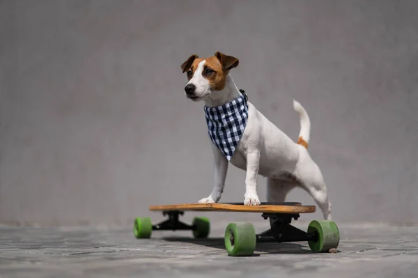 Jack Russell Terrier Pies Ubrany Kratę Bandana Jeździ Longboard — Zdjęcie stockowe