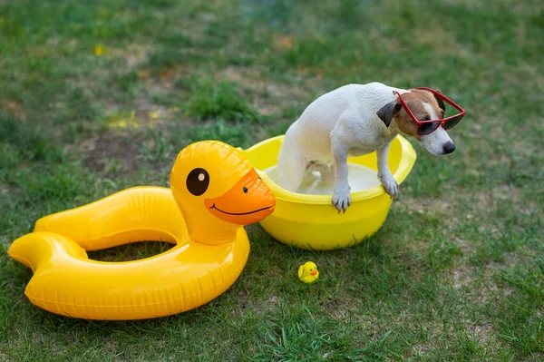 Jack Russell Terrier Cane Occhiali Sole Lava Bacino Giallo All — Foto Stock