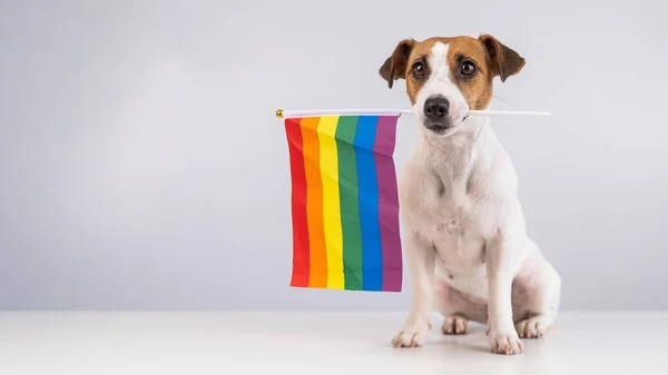 Jack Russell Terrier Dog Holding Rainbow Flag His Mouth White — Stock Photo, Image