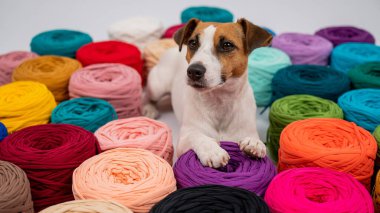 Jack Russell Terrier 'ın çok renkli pamuklu köpeğinin yakın çekimi.