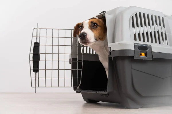 Jack Russell Terrier dog peeking out of travel cage