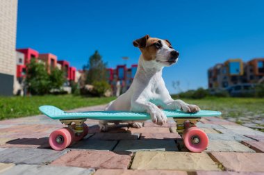 Jack Russell Terrier köpeği sıcak bir yaz gününde açık havada kaykaya biner.