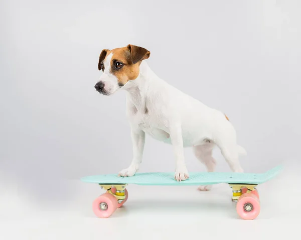 Cão Quadro Centavo Fundo Branco Jack Russell Terrier Monta Skate — Fotografia de Stock