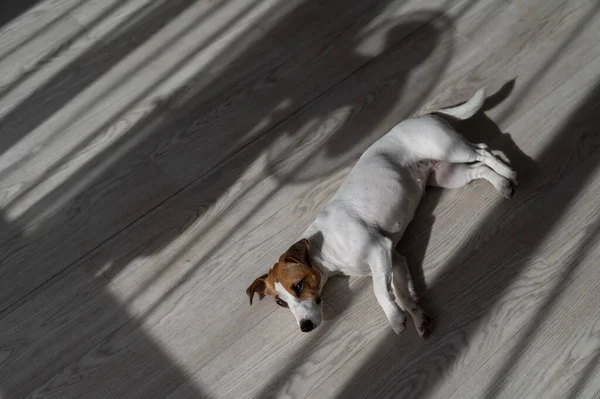 Jack Russellin Terrierikoira Puulattialla Sävy Kaihtimet Tuuletin — kuvapankkivalokuva