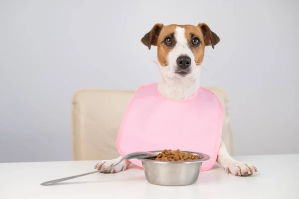 Pies Jack Russell Terrier Przy Stole Różowym Śliniaczku — Zdjęcie stockowe