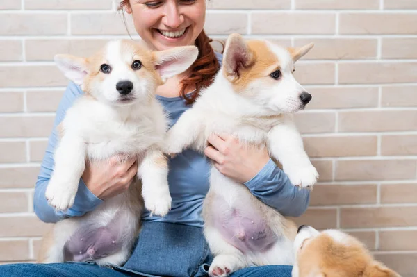 Mulher Branca Segurando Dois Filhotes Cachorro Bonito Pembroke Corgi — Fotografia de Stock