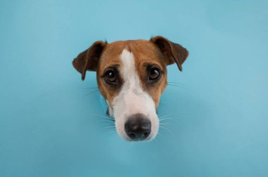Kağıt mavisi arka planda bir delikten komik köpek ağızlığı.
