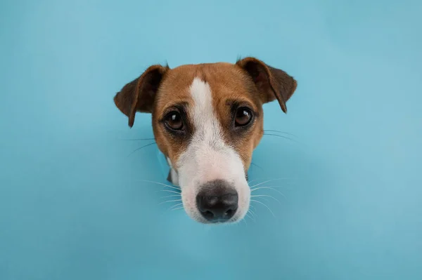 Funny dog muzzle from a hole in a paper blue background