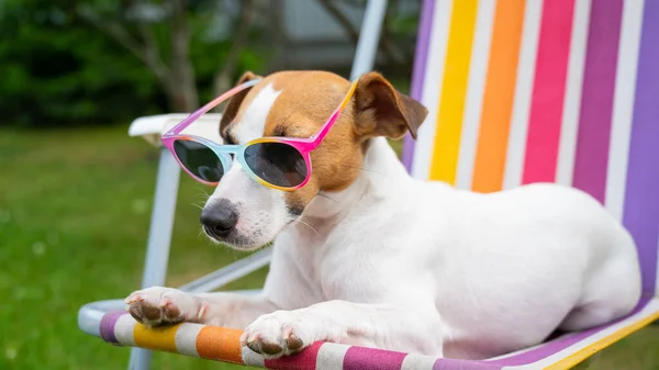 Jack Russell Terrier Dog Con Gli Occhiali Sole Sta Riposando — Foto Stock