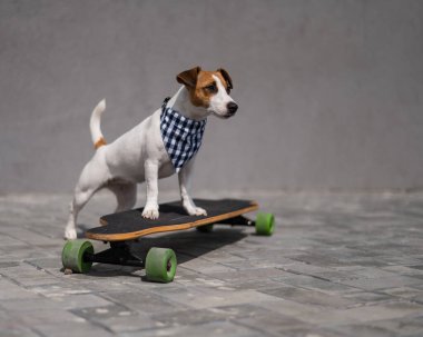 Ekose bandana giymiş Jack Russell Terrier köpeği uzun tahta bir arabaya biniyor.