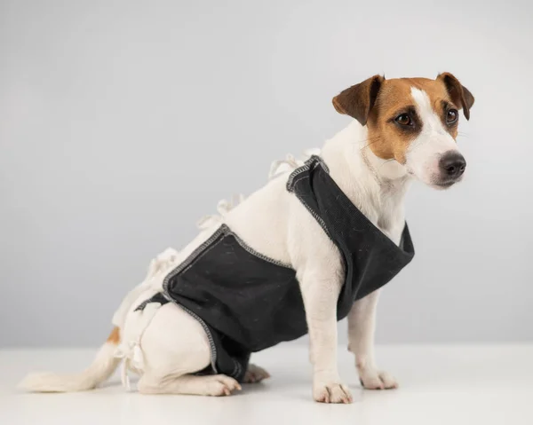 Jack Russell Terrier Postoperativer Decke Nach Weiblicher Sterilisation Hundehysterektomie — Stockfoto